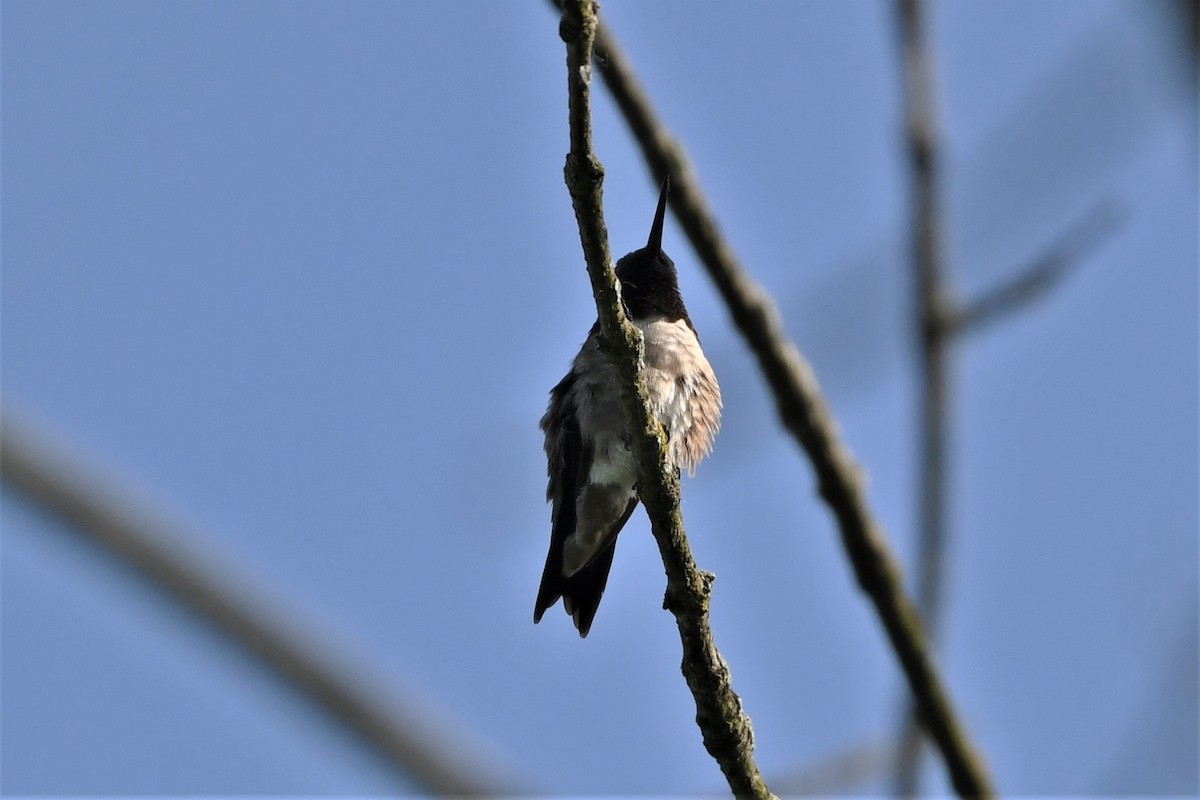 Ruby-throated Hummingbird - ML619584219
