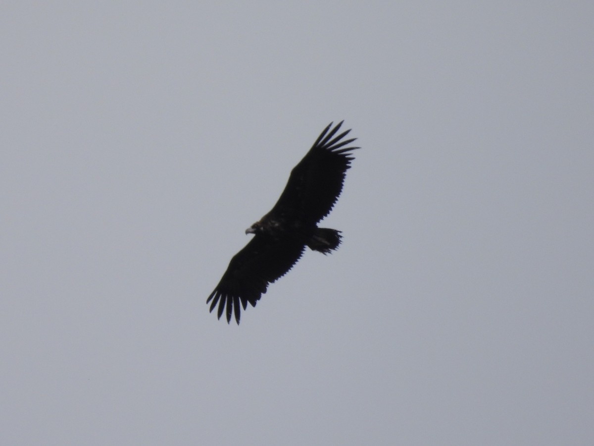 Cinereous Vulture - ML619584247