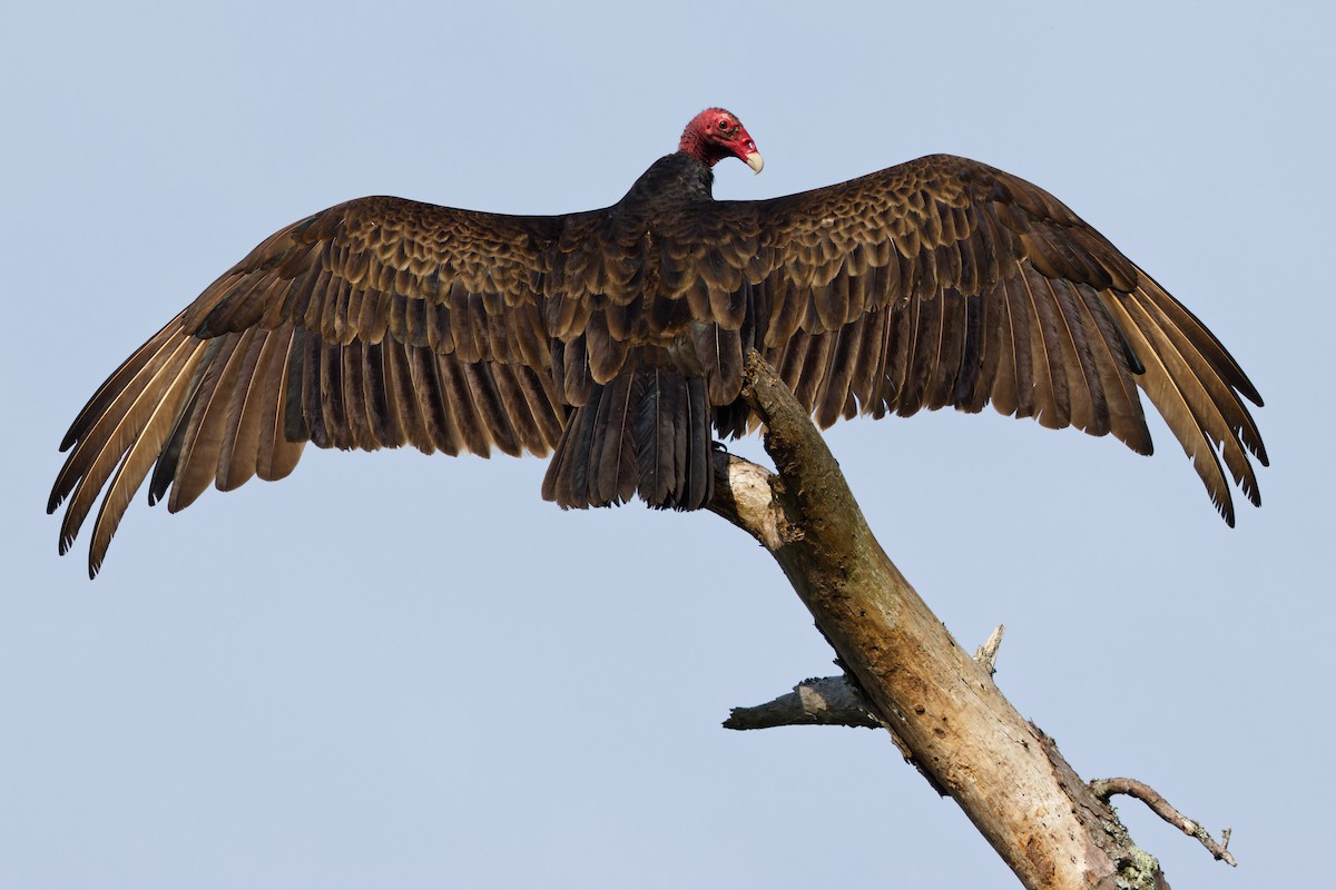 Turkey Vulture - ML619584288