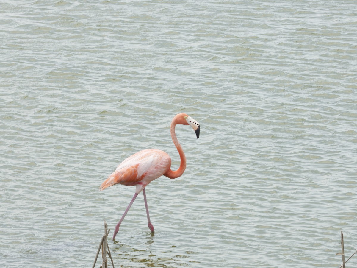 American Flamingo - ML619584371