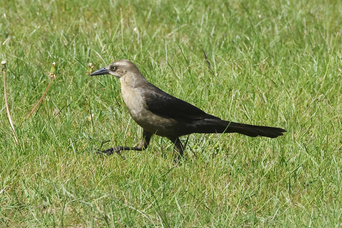 Great-tailed Grackle - ML619584402