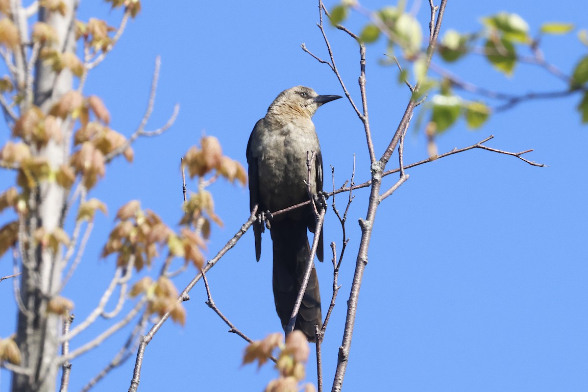 Great-tailed Grackle - ML619584403