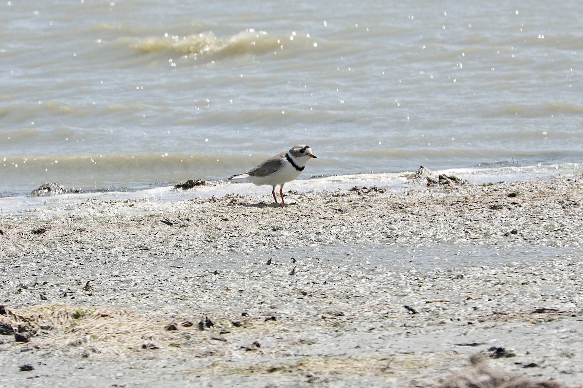 Piping Plover - ML619584405