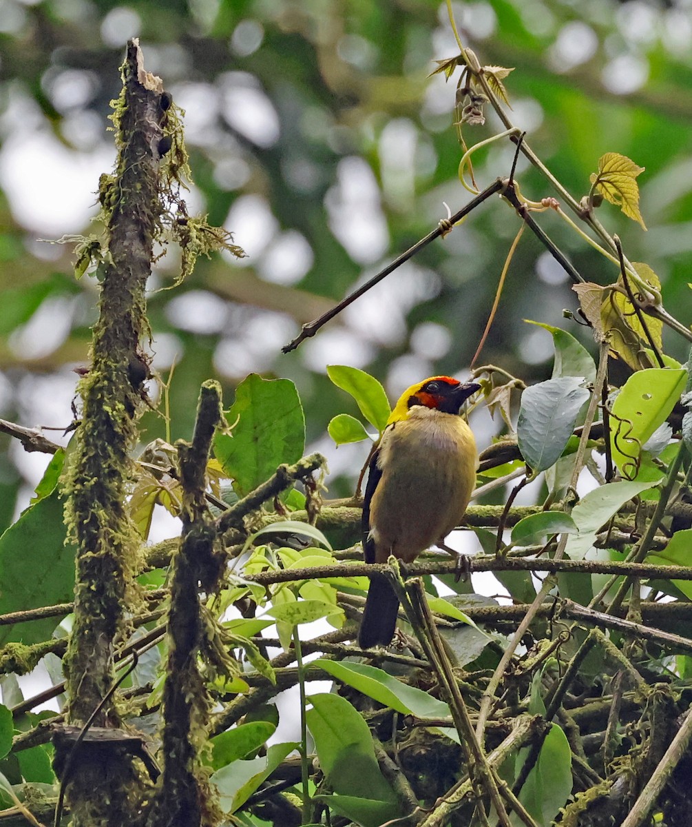 Flame-faced Tanager (Flame-faced) - ML619584410