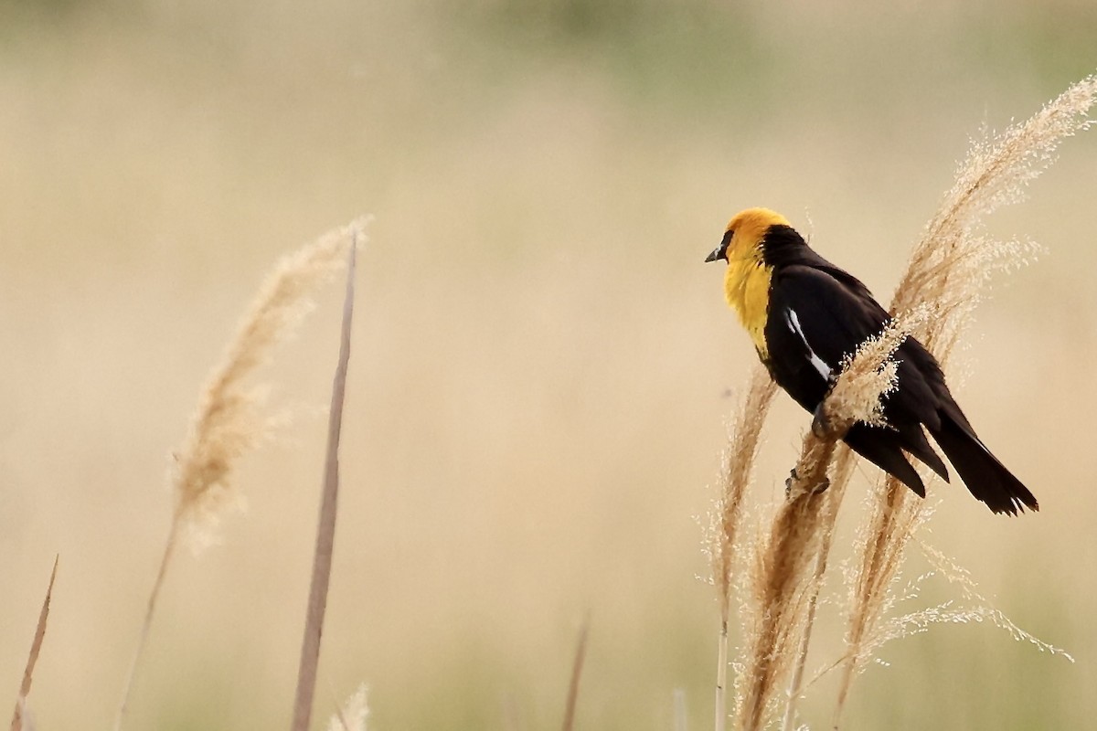 Yellow-headed Blackbird - ML619584445