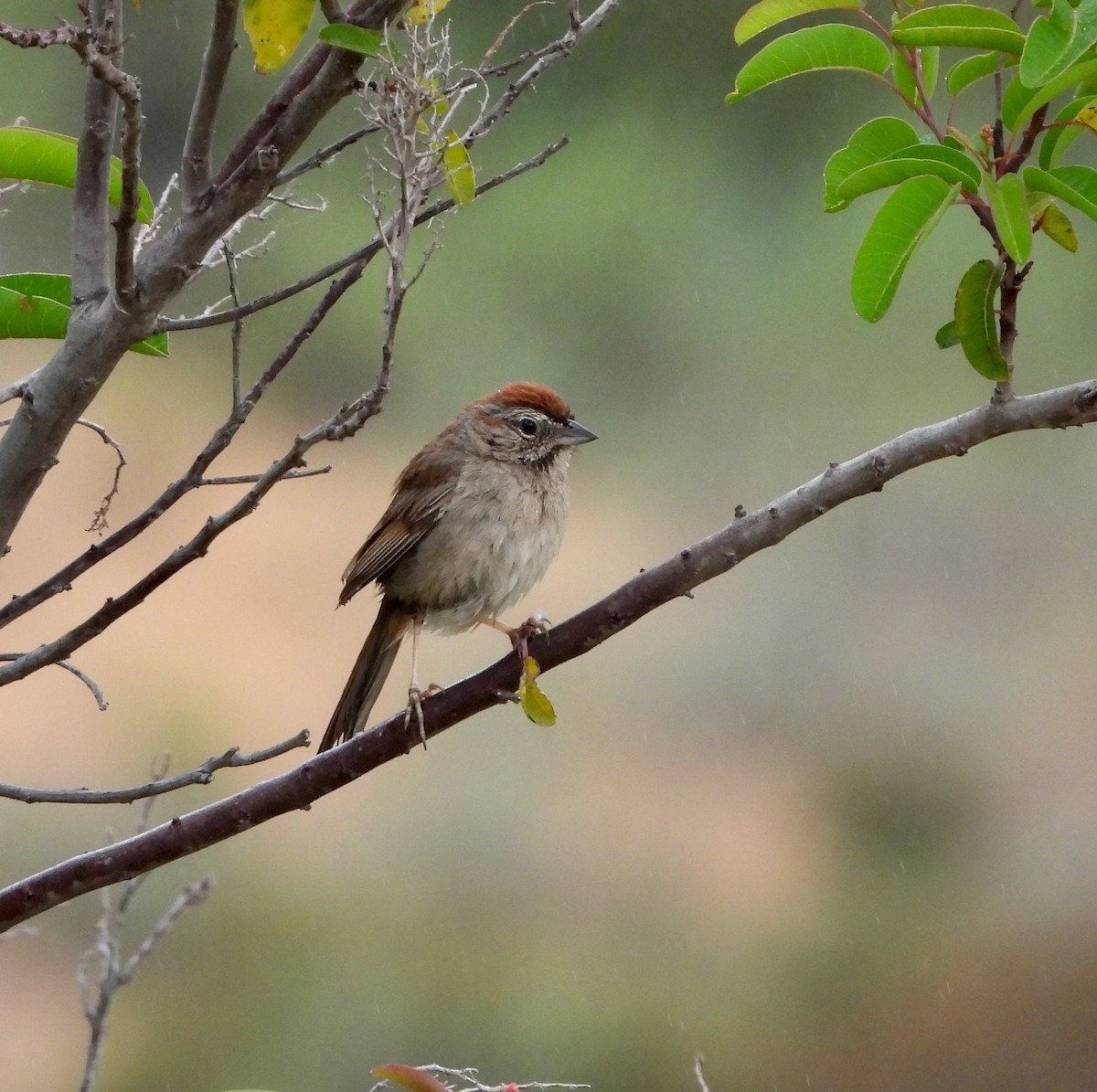 Rufous-crowned Sparrow - ML619584447