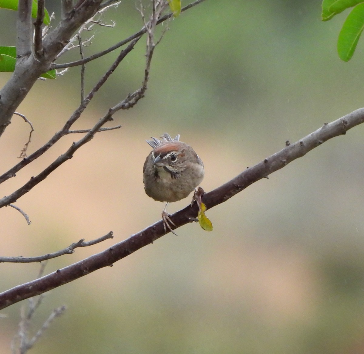 Rufous-crowned Sparrow - ML619584448