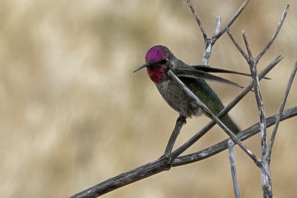 Anna's Hummingbird - ML619584452