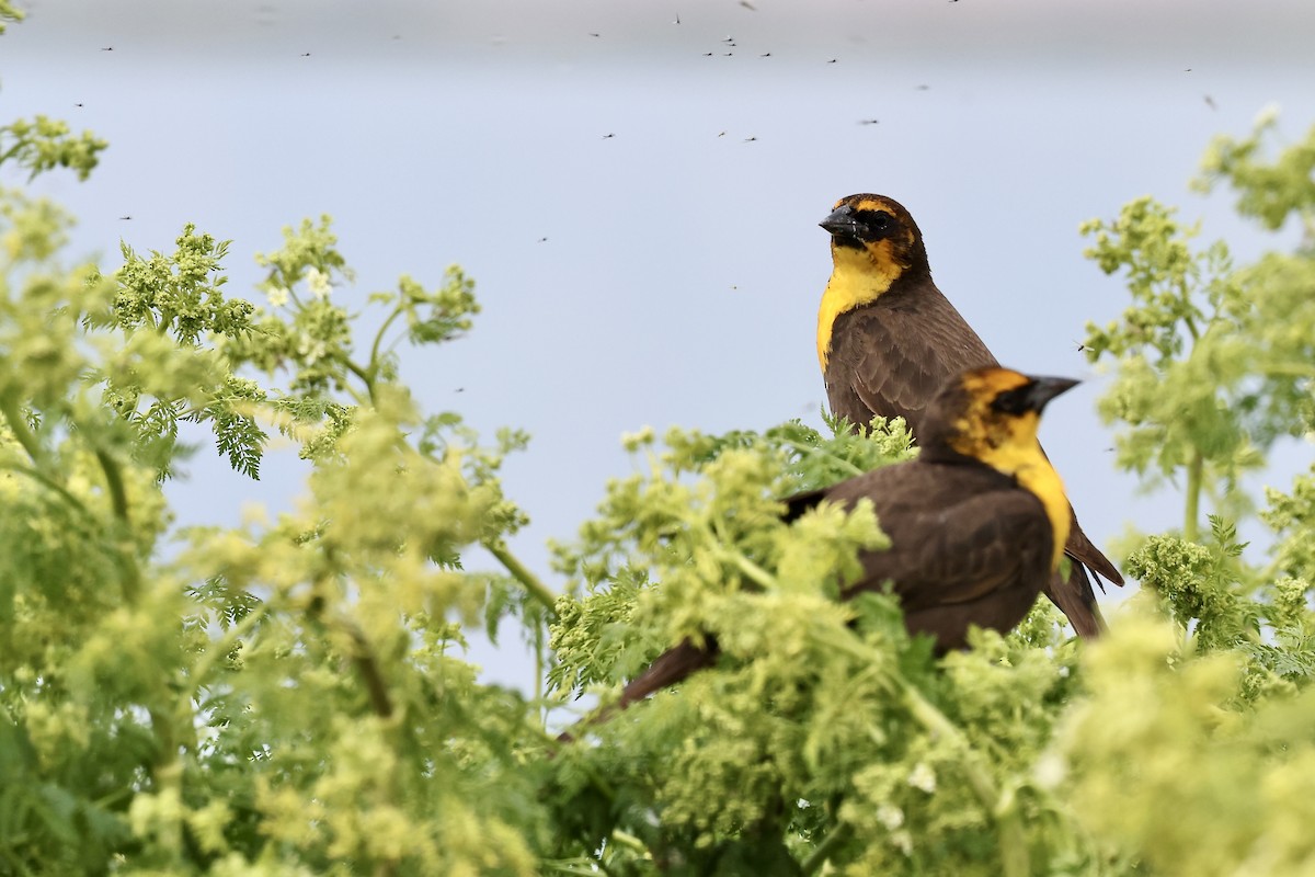 Yellow-headed Blackbird - ML619584456