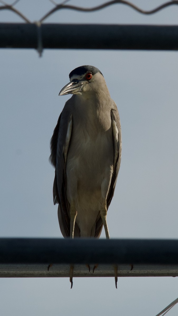 Black-crowned Night Heron (American) - ML619584484