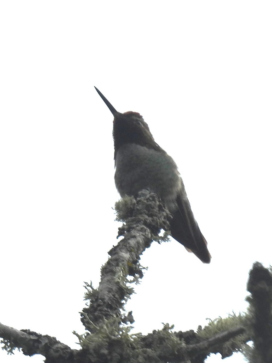 Anna's Hummingbird - ML619584488