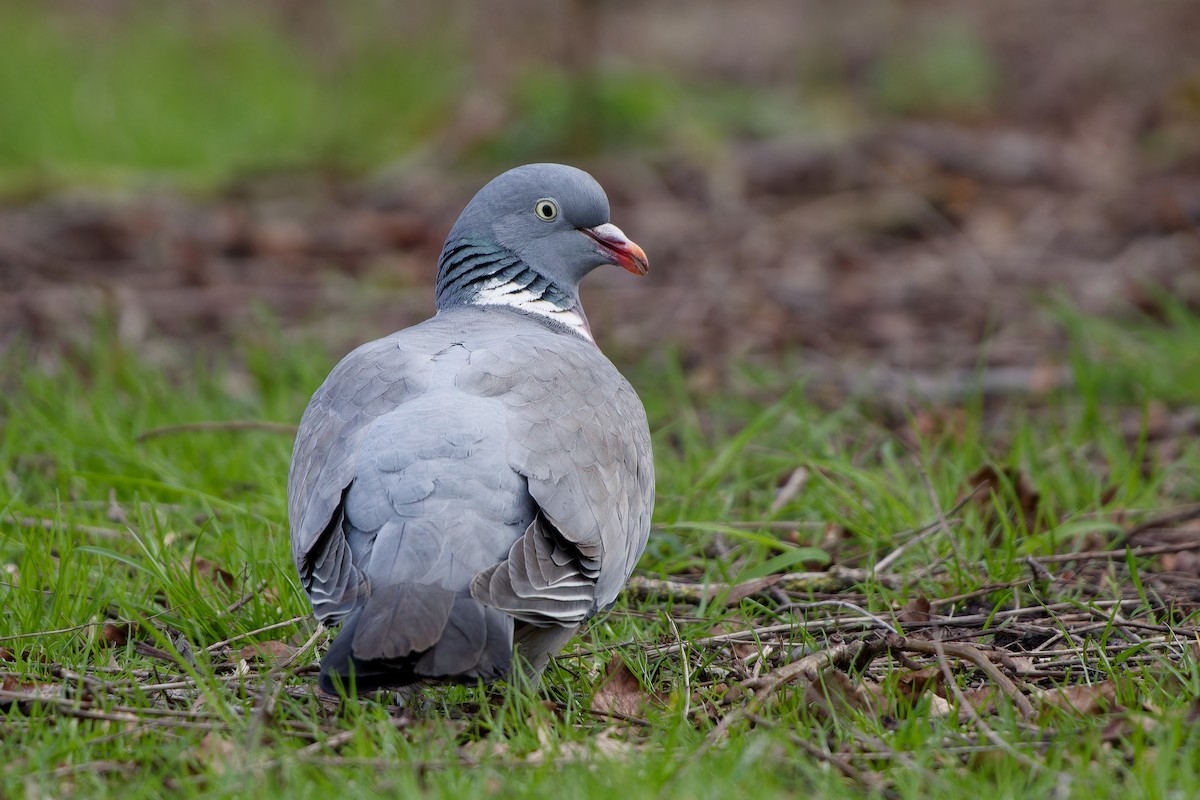 Common Wood-Pigeon - ML619584543