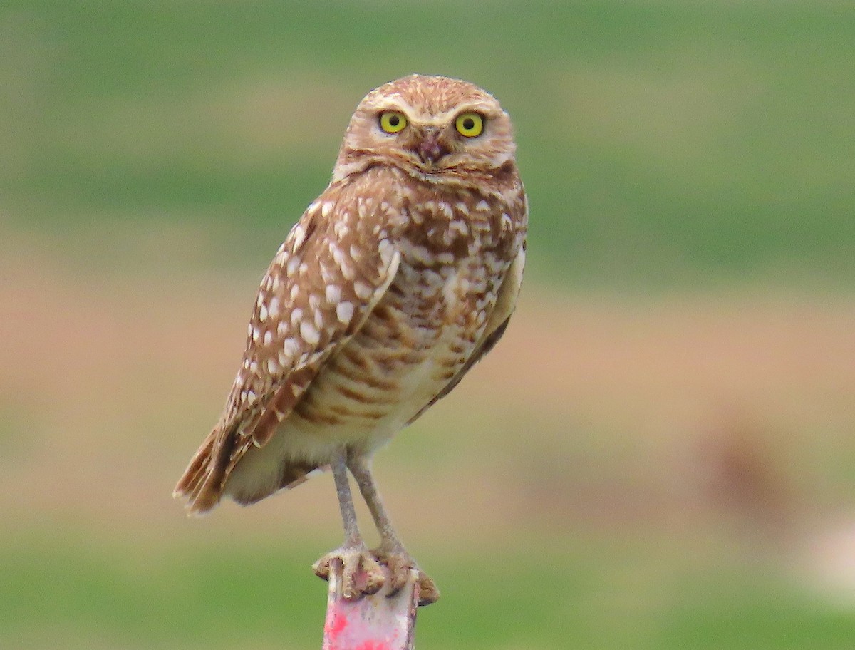 Burrowing Owl - ML619584545