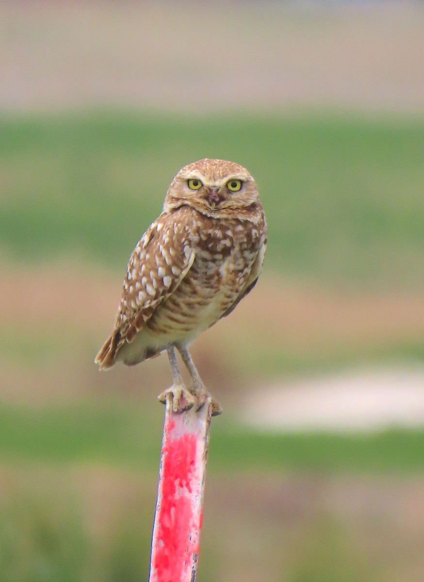 Burrowing Owl - ML619584547