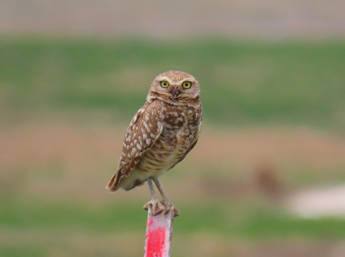Burrowing Owl - ML619584553
