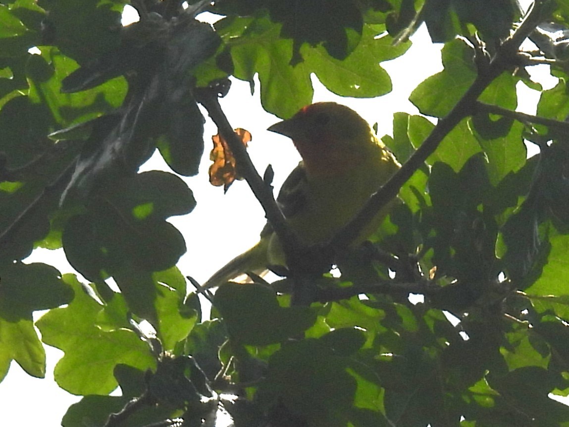 Western Tanager - ML619584573