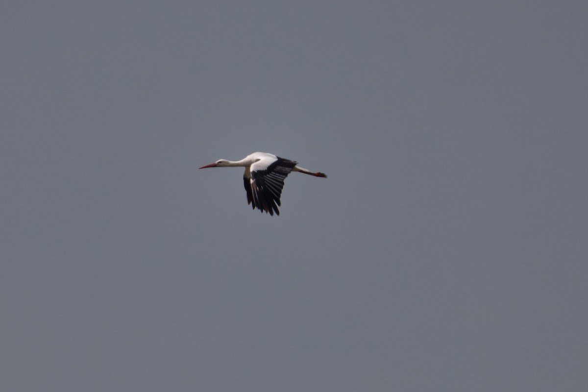 White Stork - ML619584575