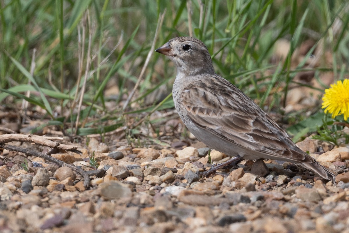 Thick-billed Longspur - ML619584578