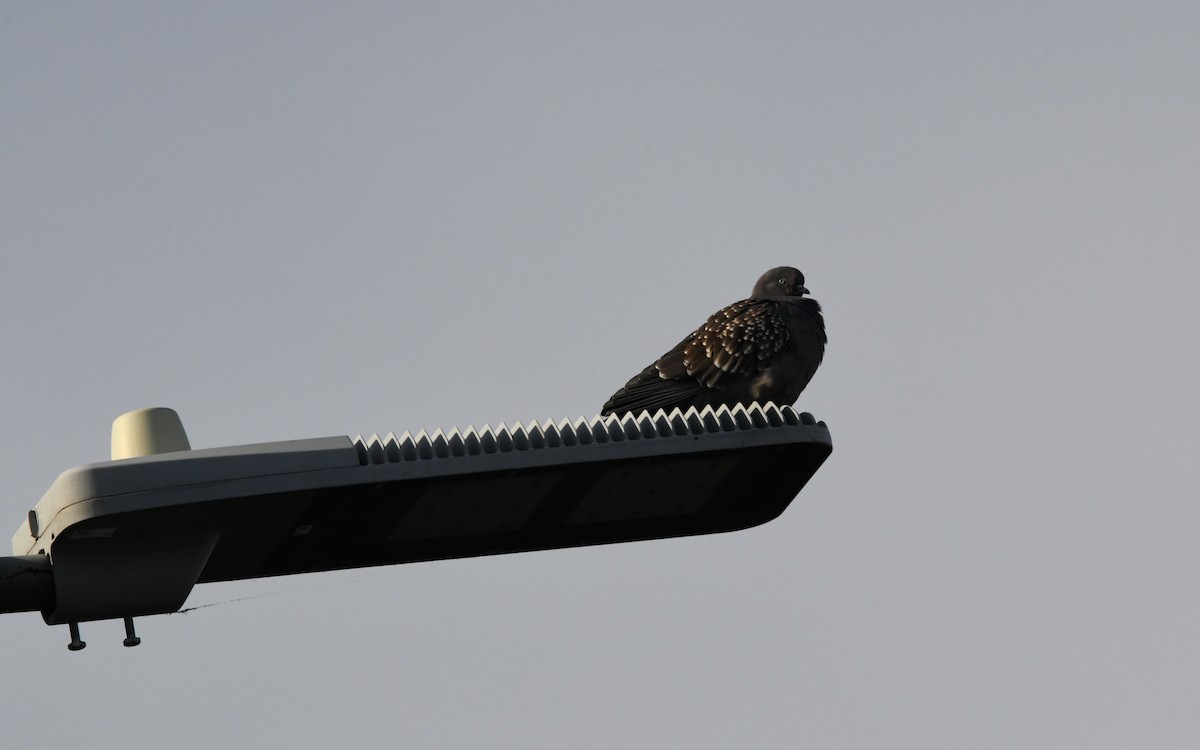 Spot-winged Pigeon - ML619584639