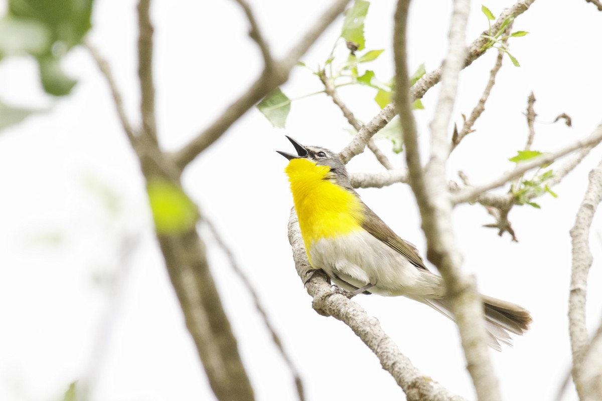 Yellow-breasted Chat - ML619584656