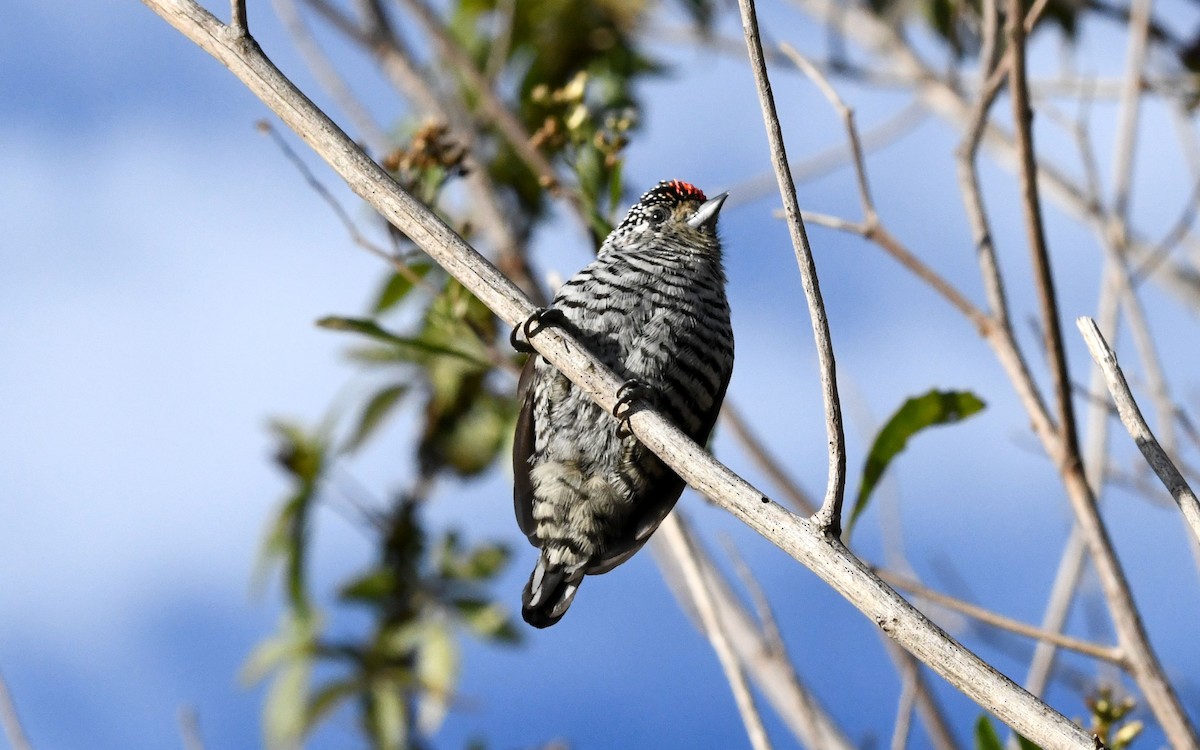 White-barred Piculet - ML619584740