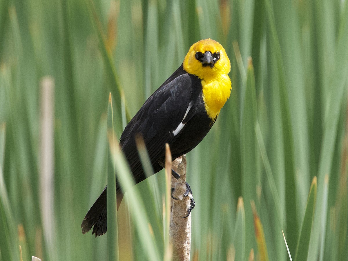 Yellow-headed Blackbird - ML619584776