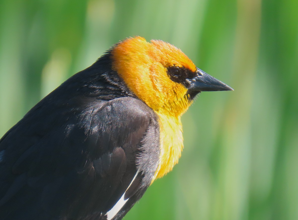 Yellow-headed Blackbird - ML619584777