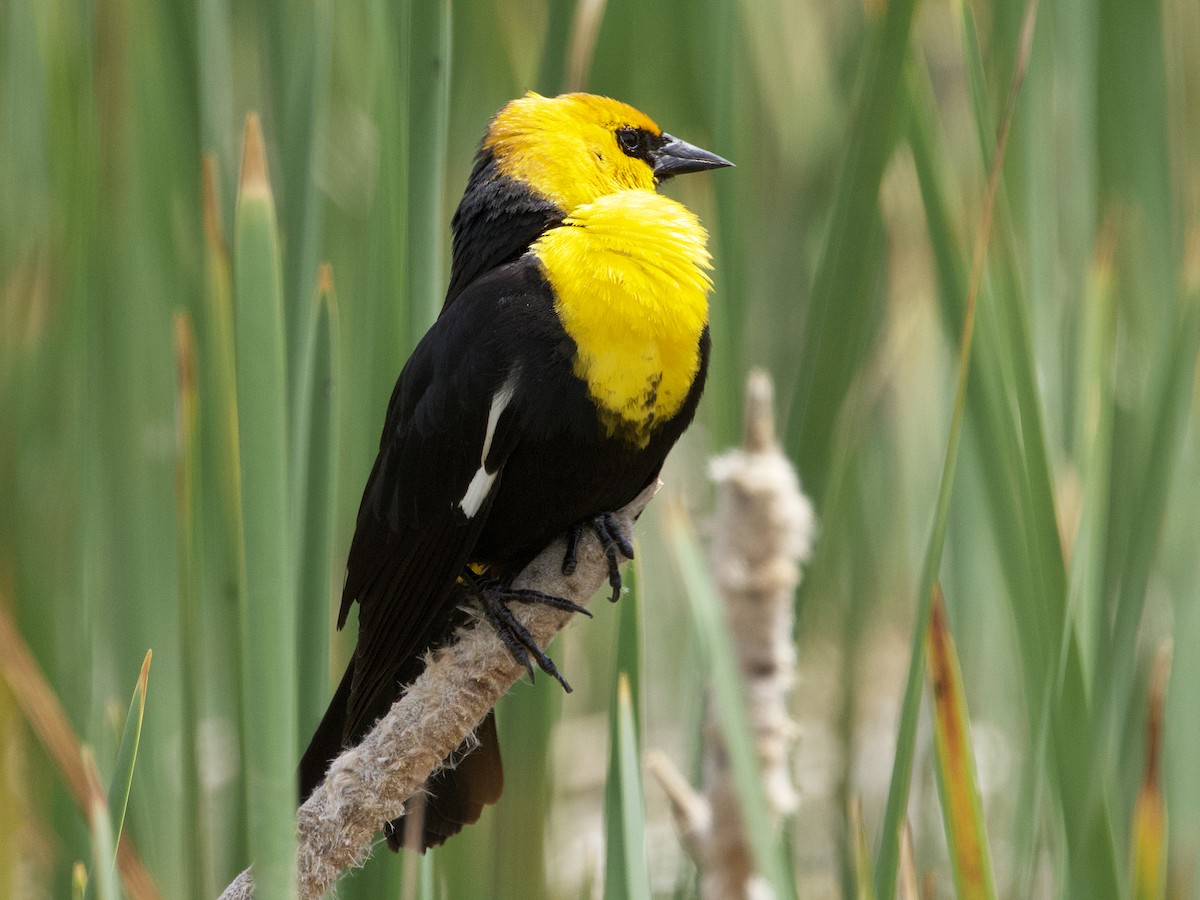 Yellow-headed Blackbird - ML619584778
