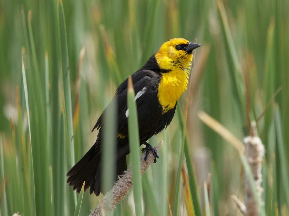 Yellow-headed Blackbird - ML619584779