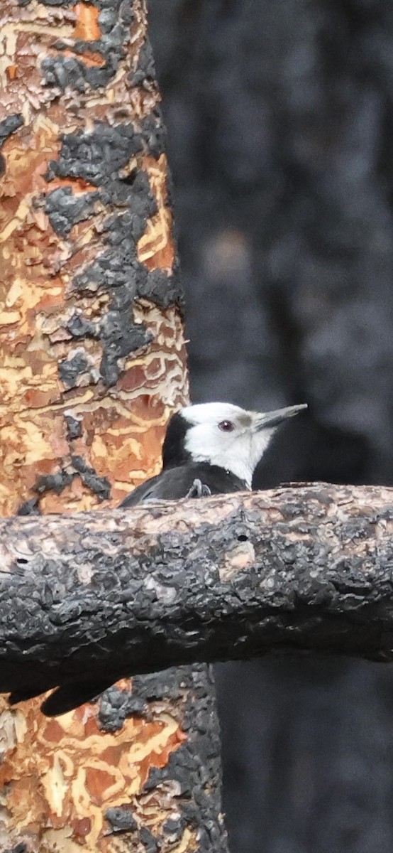 White-headed Woodpecker - ML619584785