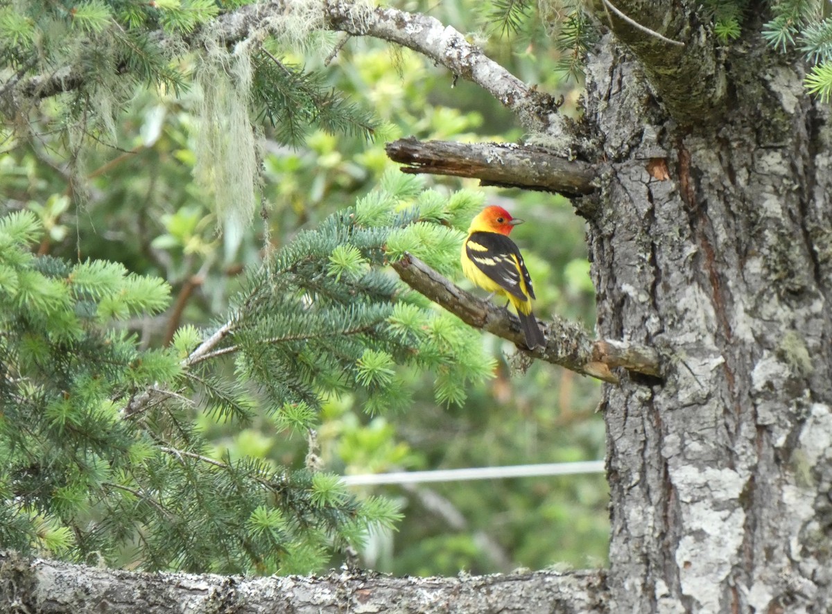 Western Tanager - ML619584828