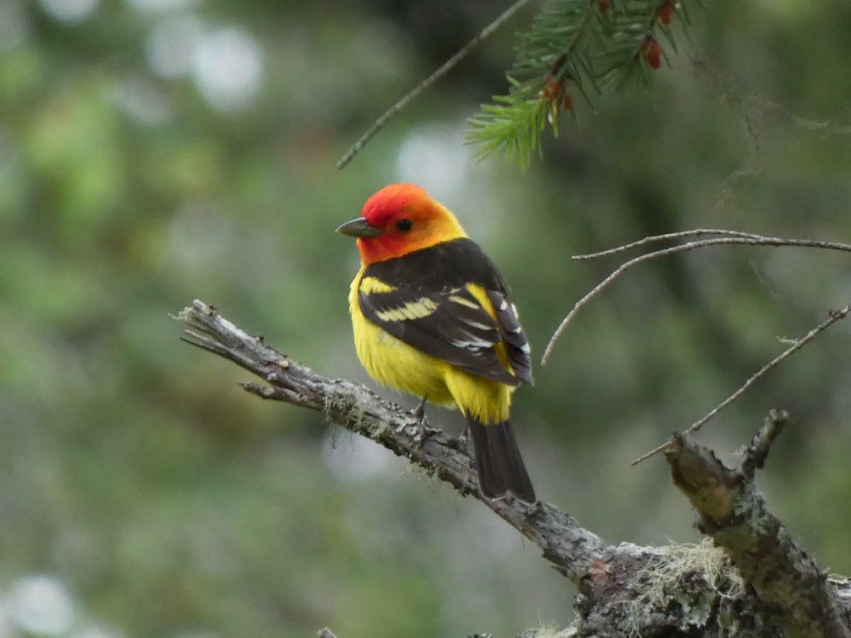 Western Tanager - ML619584830