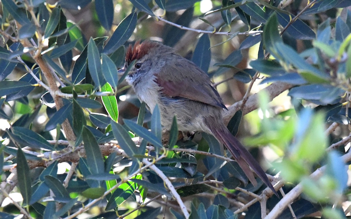 Pale-breasted Spinetail - ML619584832