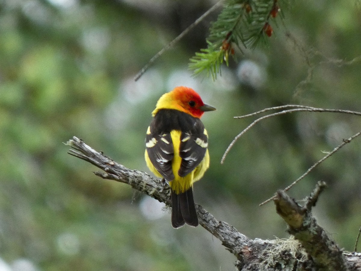 Western Tanager - ML619584836