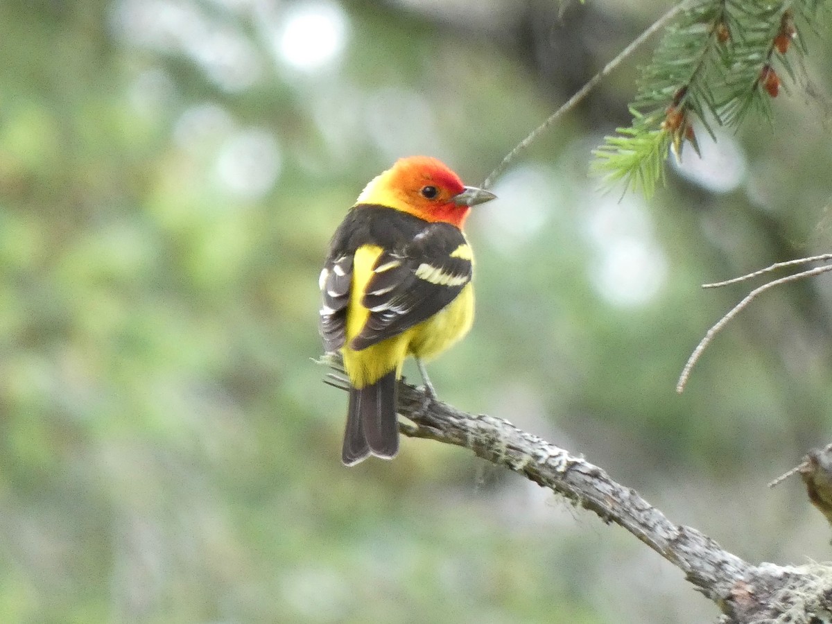 Western Tanager - ML619584857