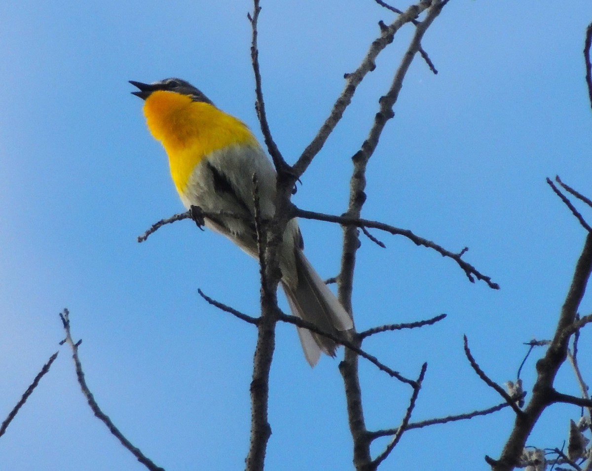 Yellow-breasted Chat - ML619584889