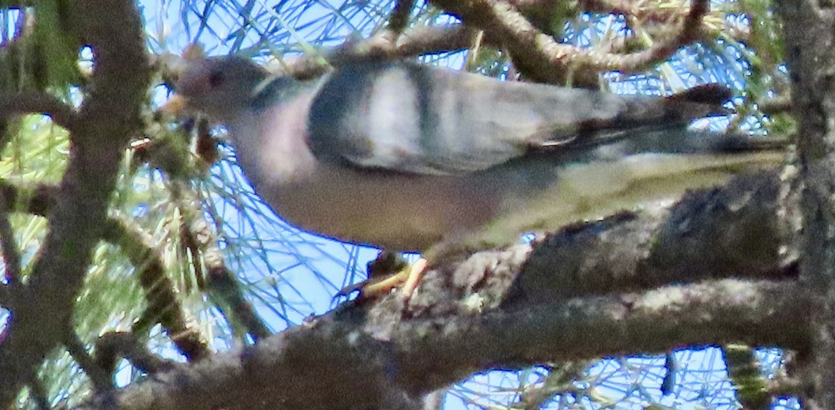 Band-tailed Pigeon - ML619584913