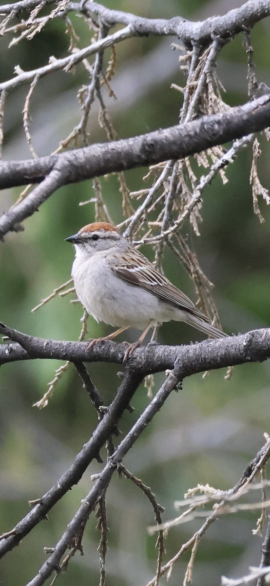 Chipping Sparrow - ML619584928