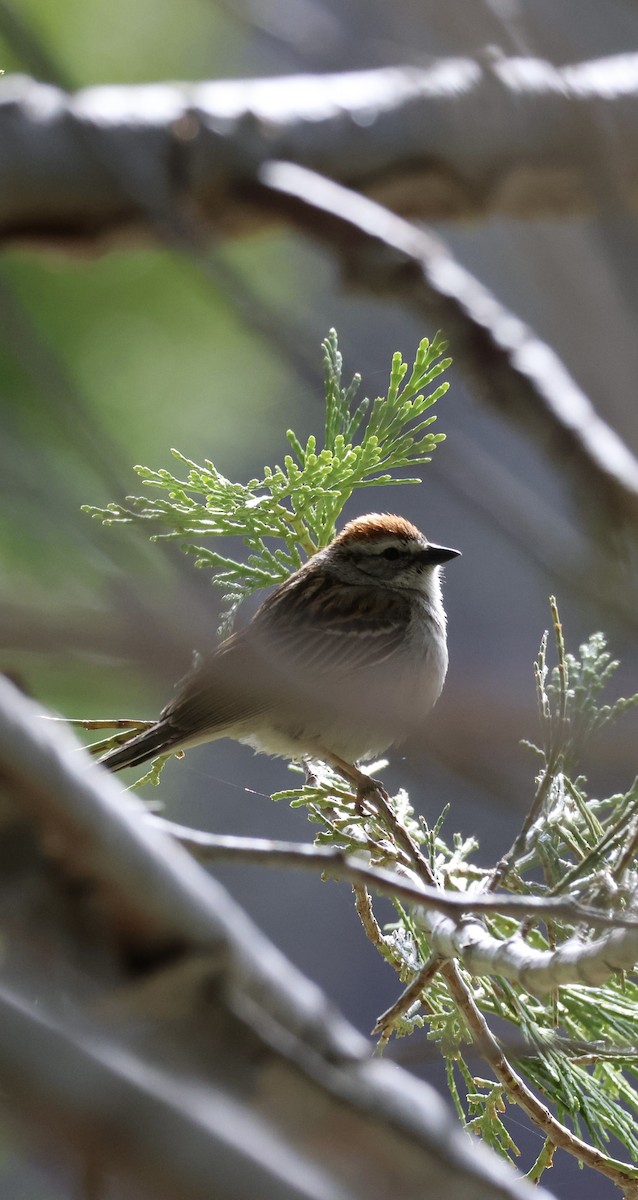 Chipping Sparrow - ML619584929