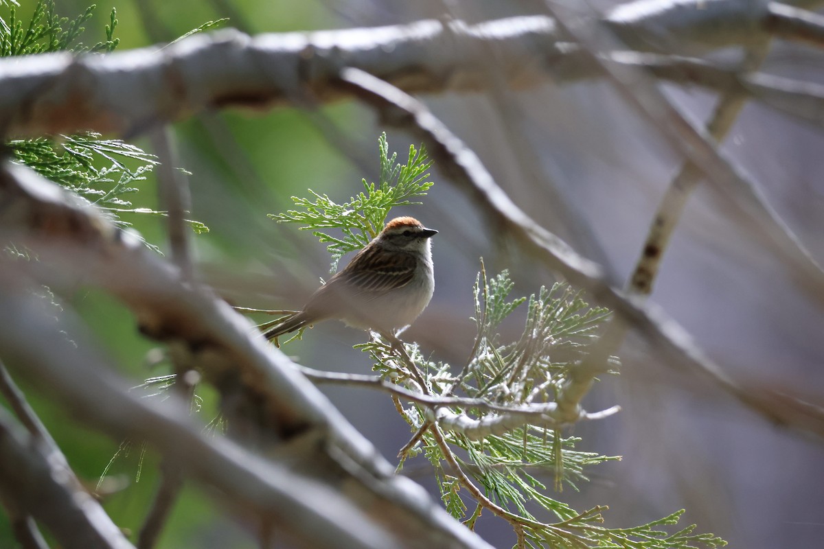 Chipping Sparrow - ML619584930
