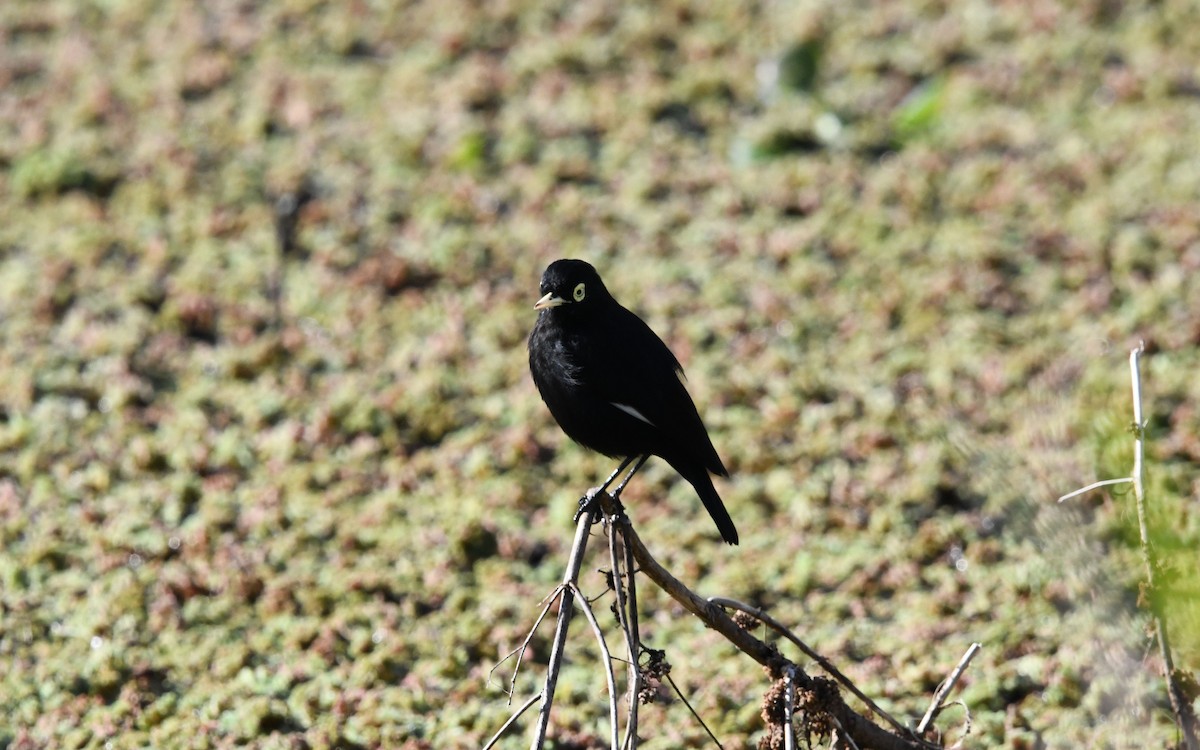Spectacled Tyrant - ML619584941