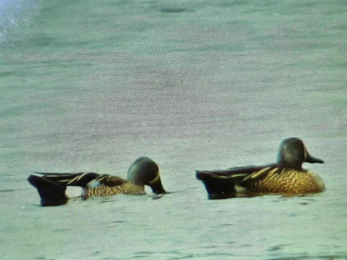 Blue-winged Teal - ML619584967