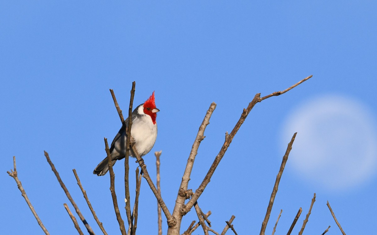 Red-crested Cardinal - ML619585007
