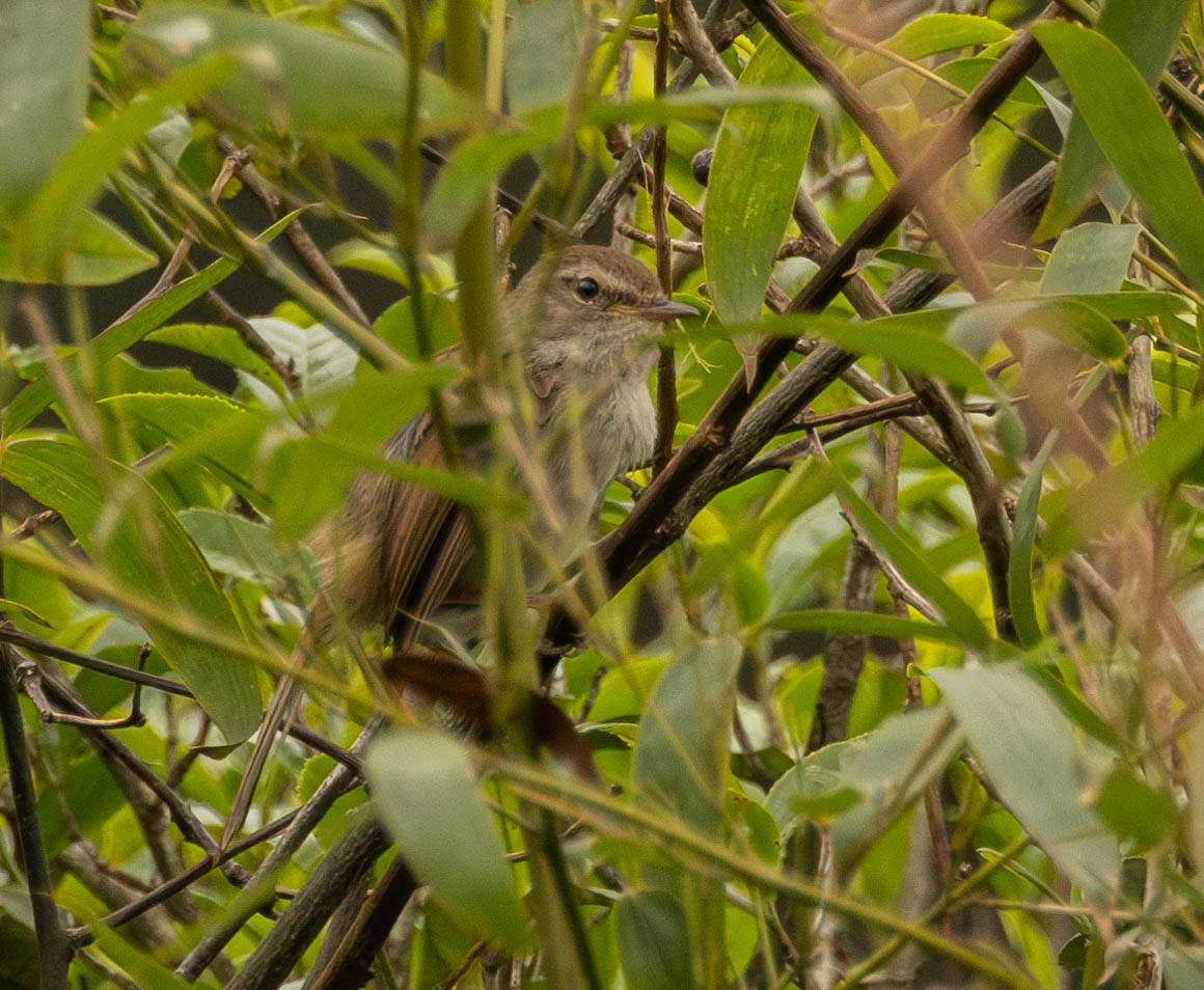 Brownish-flanked Bush Warbler - ML619585052