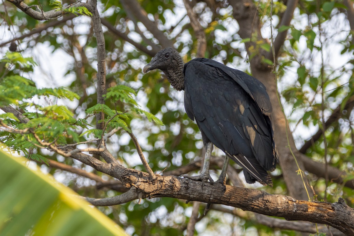 Black Vulture - ML619585059