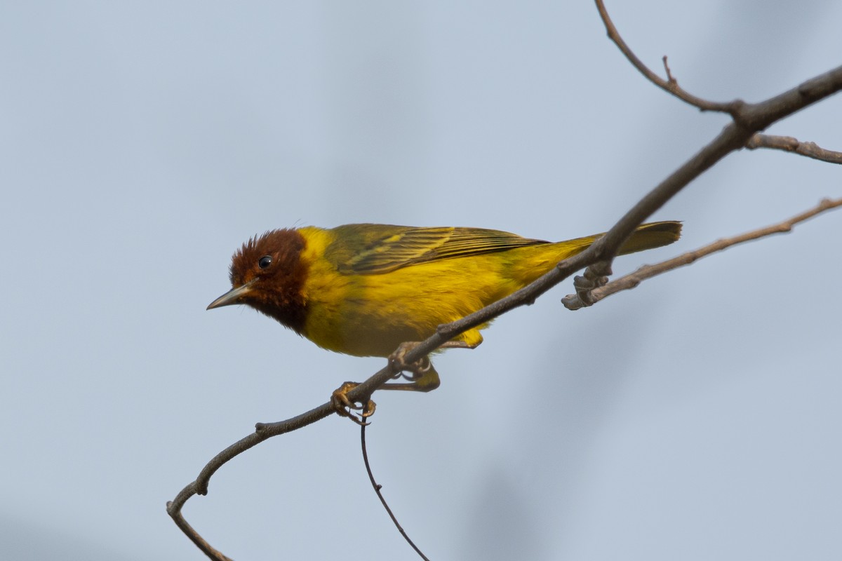 Yellow Warbler (Mangrove) - ML619585083