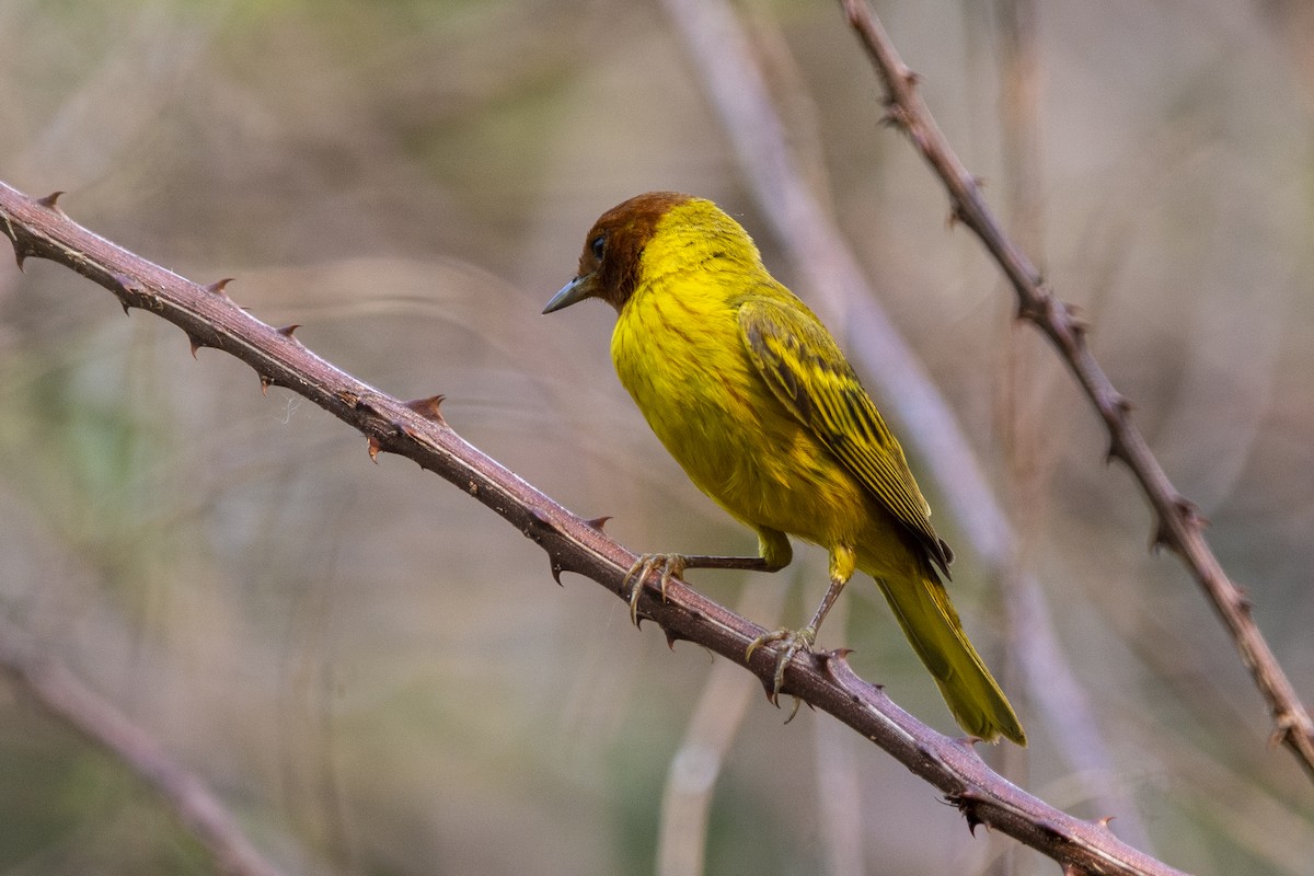 Yellow Warbler (Mangrove) - ML619585084