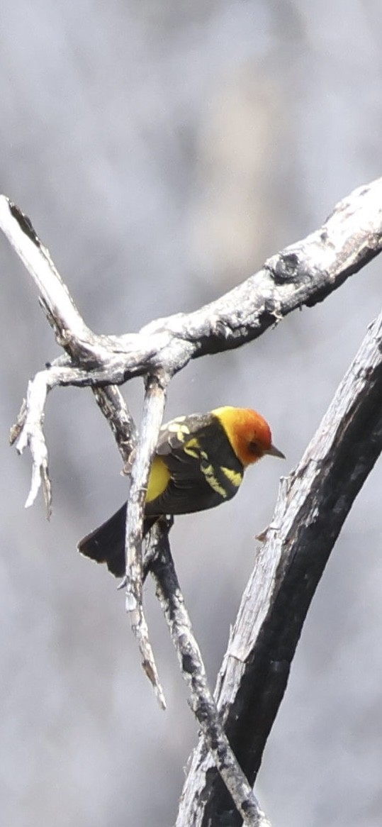 Western Tanager - ML619585088