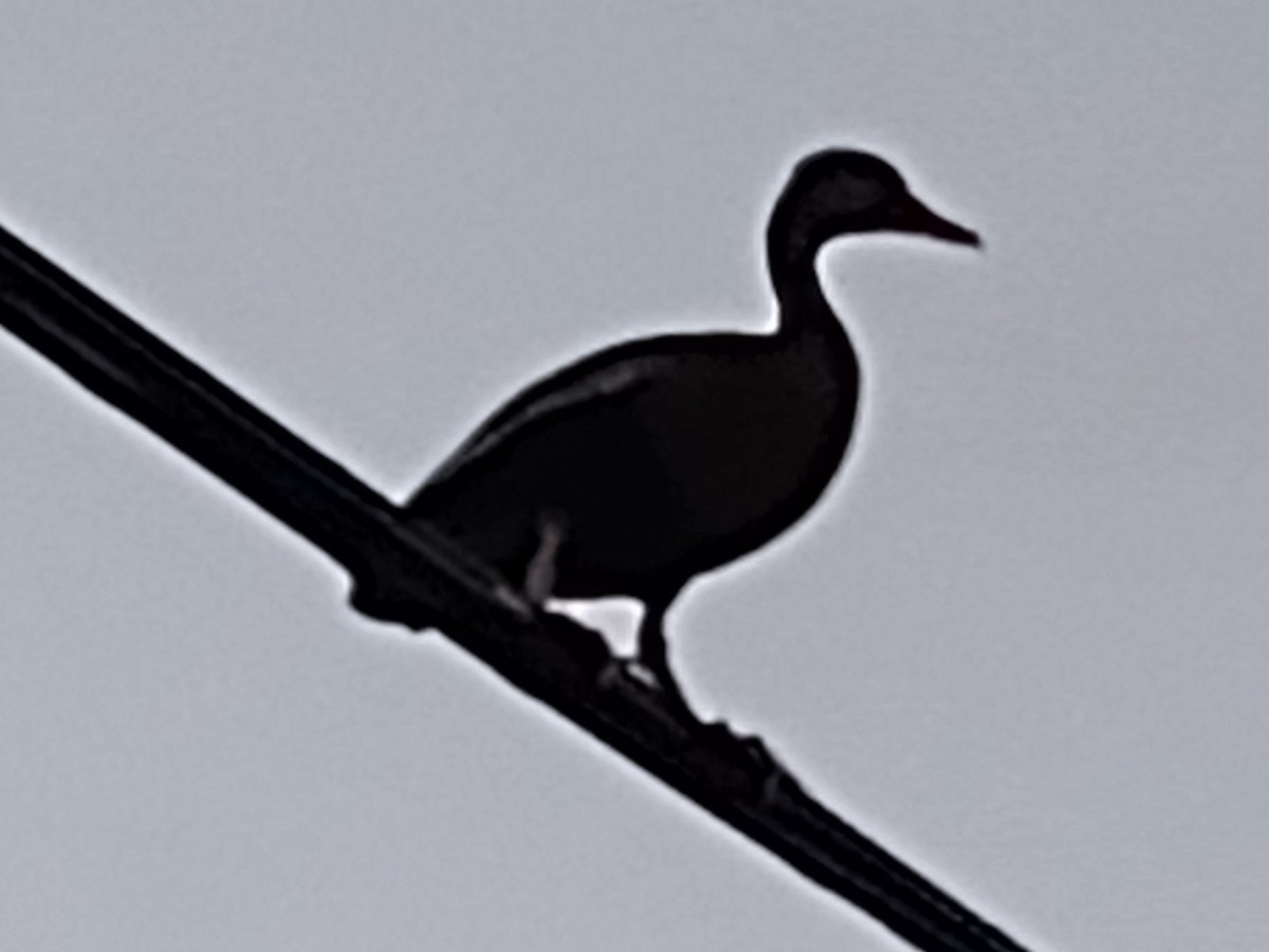Black-bellied Whistling-Duck - ML619585094