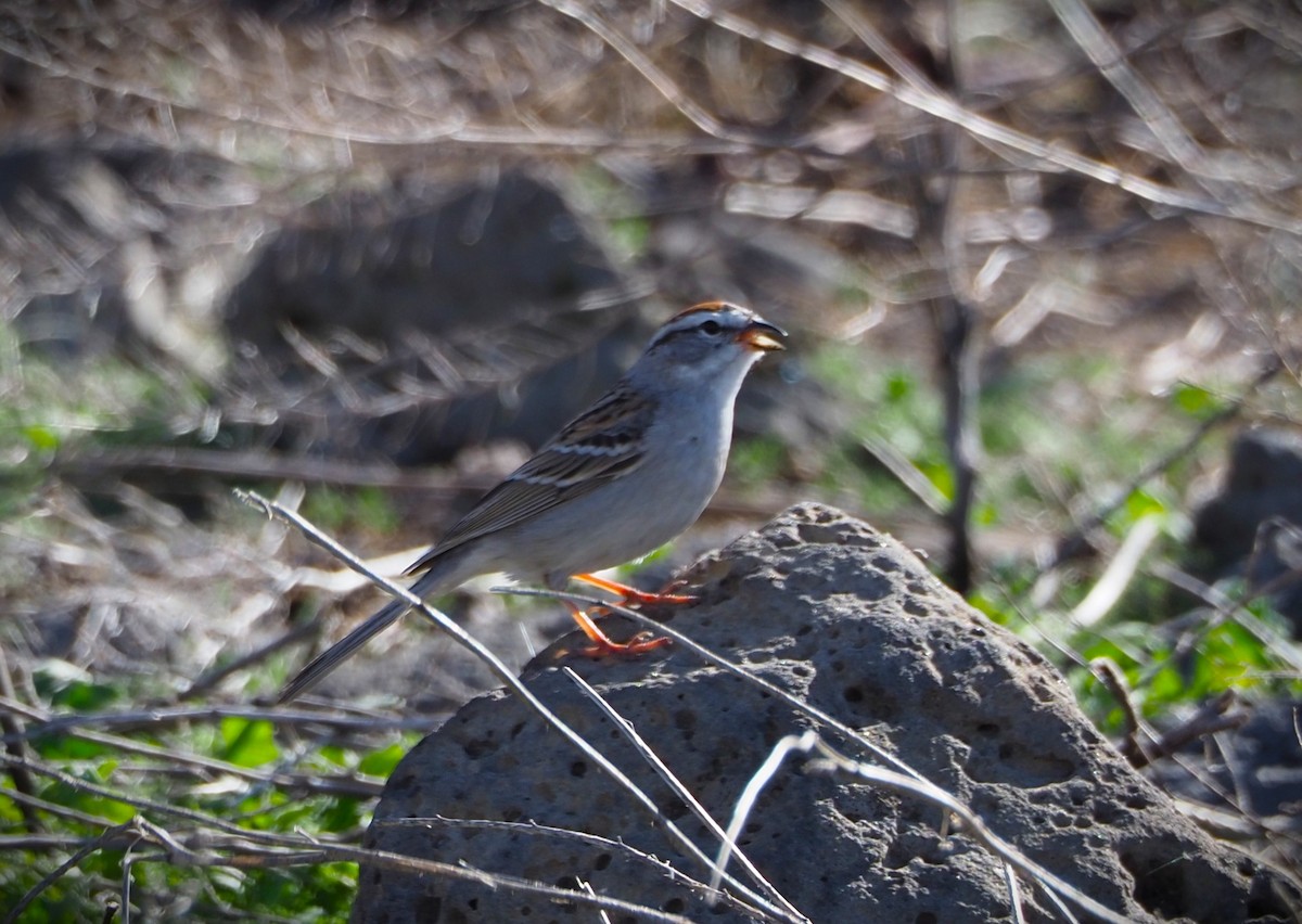 Chipping Sparrow - ML619585101